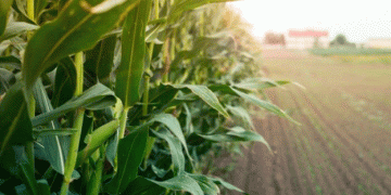 Genetic Breakthroughs Fuel the Expansion of Corn Farming in Brazil