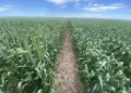 Dormant Seeding: Revolutionizing Crop Rotations and Managing Farmer’s Workload