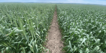 Dormant Seeding: Revolutionizing Crop Rotations and Managing Farmer’s Workload