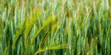 BARC’s Breakthrough: High-Yield, Climate-Resilient Crops Revolutionize Indian Agriculture