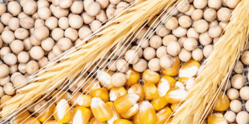 FAO Forecast: Lower Global Grain Production Amid Weather Challenges and Market Shifts