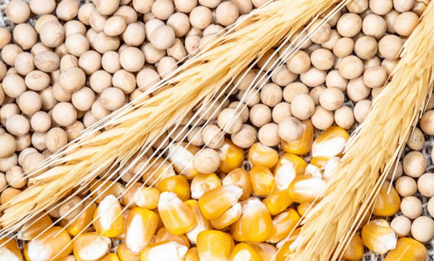 FAO Forecast: Lower Global Grain Production Amid Weather Challenges and Market Shifts