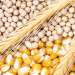 FAO Forecast: Lower Global Grain Production Amid Weather Challenges and Market Shifts
