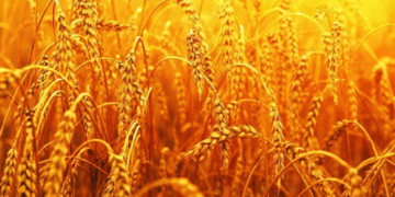 Late Sowing in December and January? PAU Recommends Specialized Wheat Varieties for Optimal Yield