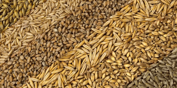 Oryol Grain Confirmed GMO-Free: A Win for Agricultural Quality