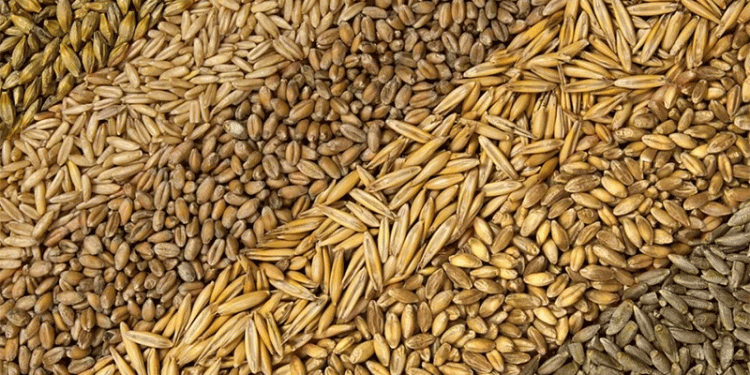 Oryol Grain Confirmed GMO-Free: A Win for Agricultural Quality