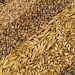 Oryol Grain Confirmed GMO-Free: A Win for Agricultural Quality