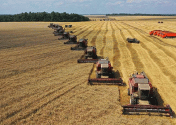 2024: A Year of Agricultural Challenges in Russia’s Chernozem Region