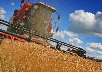 Illinois Wheat Production Falls While Oats Show Growth in 2024