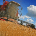 Illinois Wheat Production Falls While Oats Show Growth in 2024
