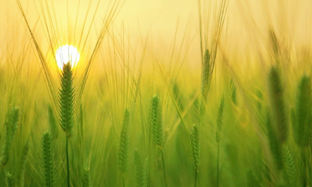 Russia’s Grain Exports to China: A Surge in Wheat, a Decline in Corn, and Opportunities in Winter Crops