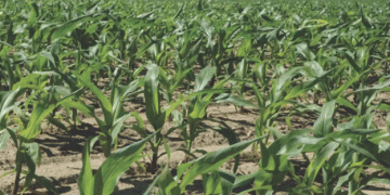 Kansas Farmer Embraces Resicore REV Herbicide for Enhanced Weed Control in Corn and Soybeans