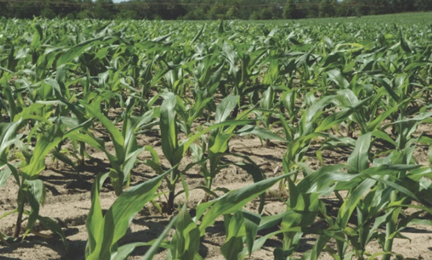 Kansas Farmer Embraces Resicore REV Herbicide for Enhanced Weed Control in Corn and Soybeans