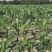 Kansas Farmer Embraces Resicore REV Herbicide for Enhanced Weed Control in Corn and Soybeans