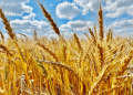 Prairie Wheat Export Quality Sets New Standards in 2024: Canada Leads the Way in Global Wheat Exports