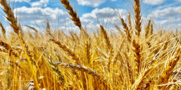 Prairie Wheat Export Quality Sets New Standards in 2024: Canada Leads the Way in Global Wheat Exports