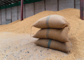 Rabi Season Trends: Wheat Sowing Gains While Oilseeds See a Decline