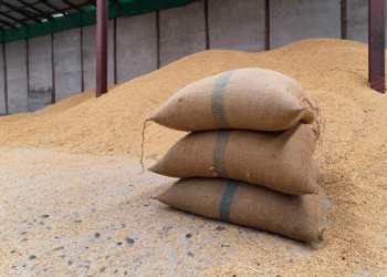 Rabi Season Trends: Wheat Sowing Gains While Oilseeds See a Decline