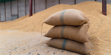 Rabi Season Trends: Wheat Sowing Gains While Oilseeds See a Decline