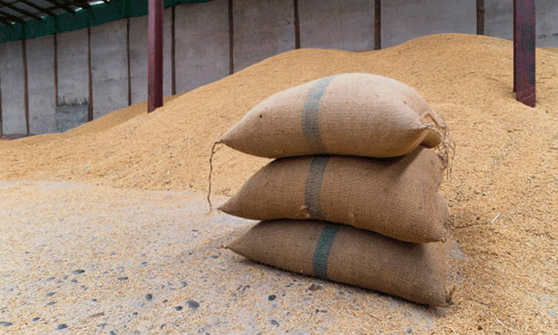 Rabi Season Trends: Wheat Sowing Gains While Oilseeds See a Decline