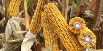 Approach Builds Confidence in New Corn Hybrids: Ground-Truthing in Farmer Fields