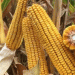 Approach Builds Confidence in New Corn Hybrids: Ground-Truthing in Farmer Fields