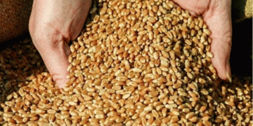 Egypt Changes Wheat Procurement Scheme: Implications for Russian Exports and Global Grain Market