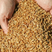 Egypt Changes Wheat Procurement Scheme: Implications for Russian Exports and Global Grain Market