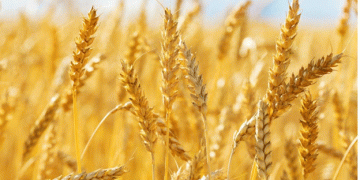 Grain Market Review: Navigating the Uncertainties in the Global Wheat Market as 2024 Ends