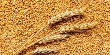 Russia’s Wheat Outlook for 2025: Record Harvests and Strategic Export Plans