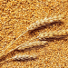 Russia’s Wheat Outlook for 2025: Record Harvests and Strategic Export Plans
