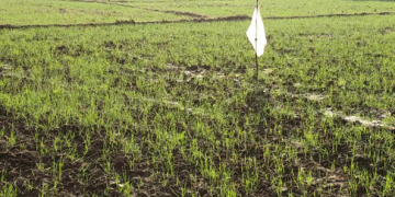 Wheat Farming in Pakur: A Path to Double Profits and Thriving Farmers