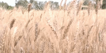 Omsky Amethyst’: A Breakthrough in Functional Wheat for Healthier Bread