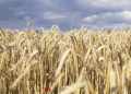 Grain Safety at Risk: Why Over 1,000 Grain Declarations Were Revoked in Stavropol