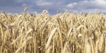 Grain Safety at Risk: Why Over 1,000 Grain Declarations Were Revoked in Stavropol