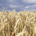 Grain Safety at Risk: Why Over 1,000 Grain Declarations Were Revoked in Stavropol