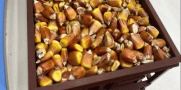 Corn Harvest in Moscow Region Surpasses 7,000 Tons: A Step Forward for Local Agriculture