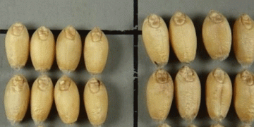 Aligning with Global Standards: New Barley and Wheat Evaluation Criteria Set to Enhance Crop Breeding