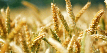 New Wheat Export Quota: What Russia’s 2025 Policy Means for the Global Grain Market