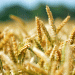 New Wheat Export Quota: What Russia’s 2025 Policy Means for the Global Grain Market