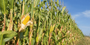 Ancient Corn in Brazil: A Game-Changer in Maize Domestication History