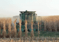 USDA Lowers Corn and Wheat Stocks in Latest Report: What It Means for Farmers