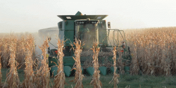 USDA Lowers Corn and Wheat Stocks in Latest Report: What It Means for Farmers