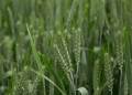Revolutionizing Weed Management in Cereal Crops: Edaptis®’ Dual-Action Solution