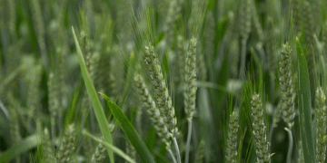 Revolutionizing Weed Management in Cereal Crops: Edaptis®’ Dual-Action Solution