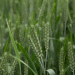 Revolutionizing Weed Management in Cereal Crops: Edaptis®’ Dual-Action Solution