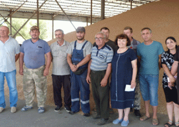 Rostov’s Grain Success: A Bountiful Harvest and Promising Outlook for 2024