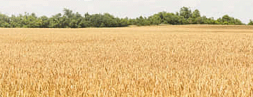 Wheat Prices Surge Amid Supply Challenges: Government Measures Struggle to Stabilize the Market