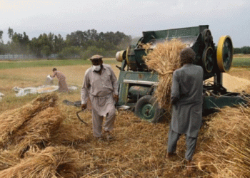 Afghanistan’s Wheat Procurement Program: Strengthening Food Security and Supporting Farmers