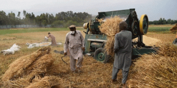 Afghanistan’s Wheat Procurement Program: Strengthening Food Security and Supporting Farmers